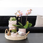 Roze orchidee en groene planten in rieten schaal